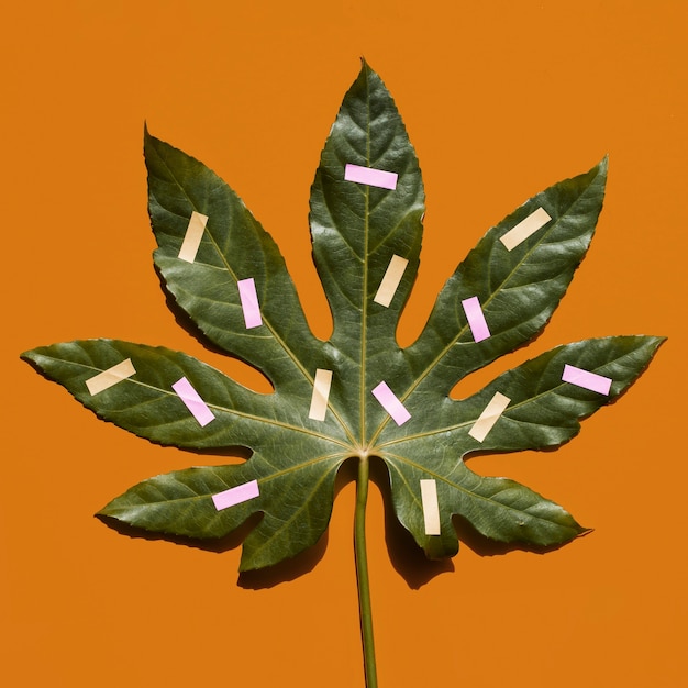 Free photo close-up painted chestnut leaf top view