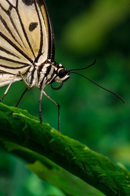 Close up pale colored butterfly 