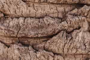 Free photo close-up of palm tree trunk