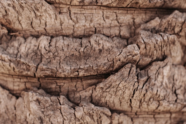 Free Photo close-up of palm tree trunk