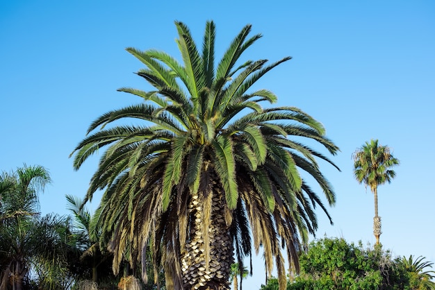 Free photo close up on palms against the blue sky