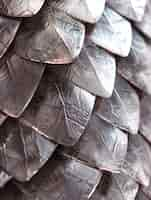 Free photo close up on  pattern of scales