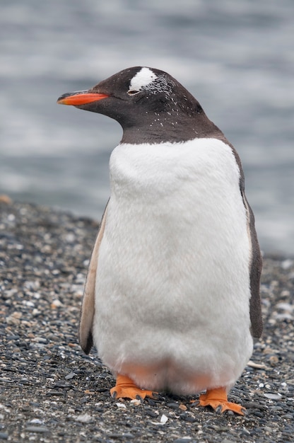 Close up on penguin on the seashore in Ushuaia