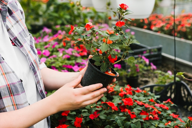 Close up person holding a plant