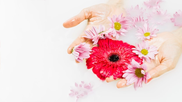 Free photo close-up of a person's hand holding pink and red flowers