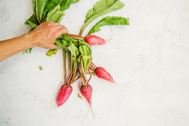 Free photo close-up of a person's hand holding red radish against white textured background