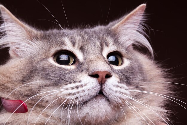 Close up photo of a cat. Studio photo