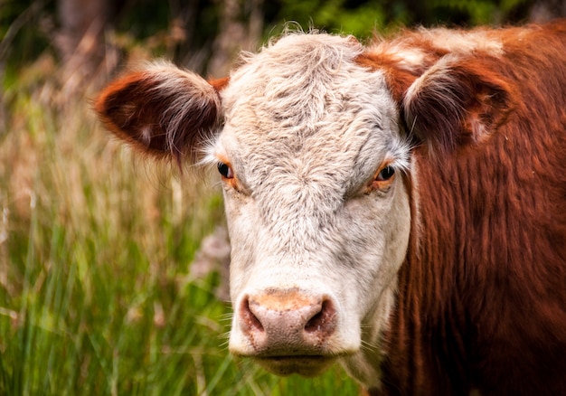 Free photo close-up photo of white and brown cattle