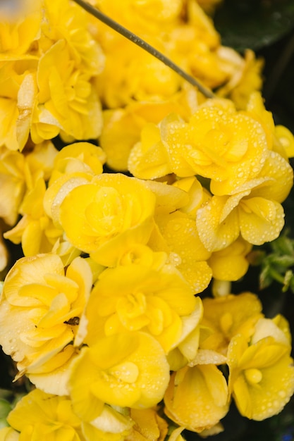 Close-up photography of yellow cluster flowers