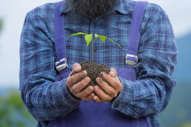 Close up picture of gardener's hand holding the sapling of the plant