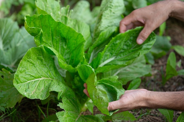 Close up picture of gardener's hands touching lettuce leaves