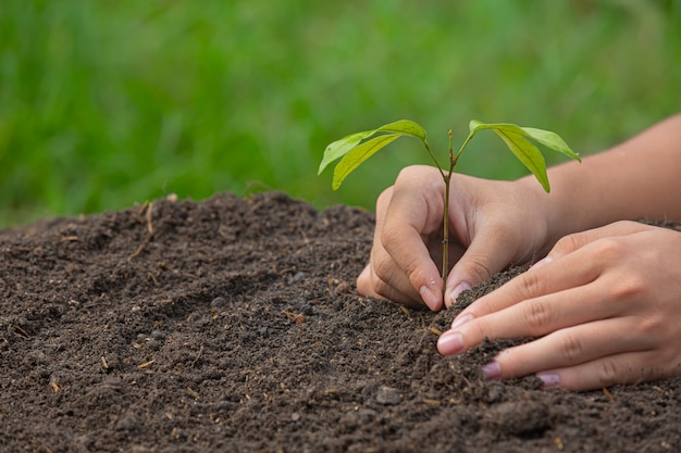 Close up picture of hand holding planting the sapling of the plant