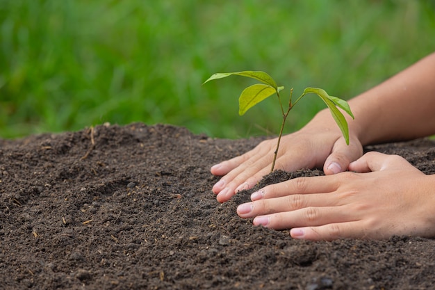 Free photo close up picture of hand holding planting the sapling of the plant