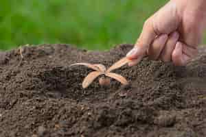 Free photo close up picture of hand holding planting the sapling of the plant