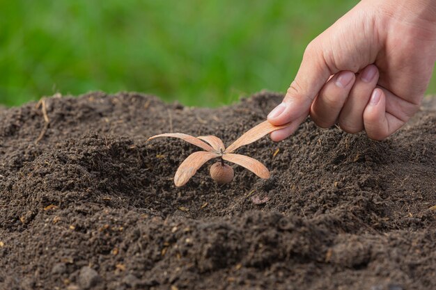 Close up picture of hand holding planting the sapling of the plant