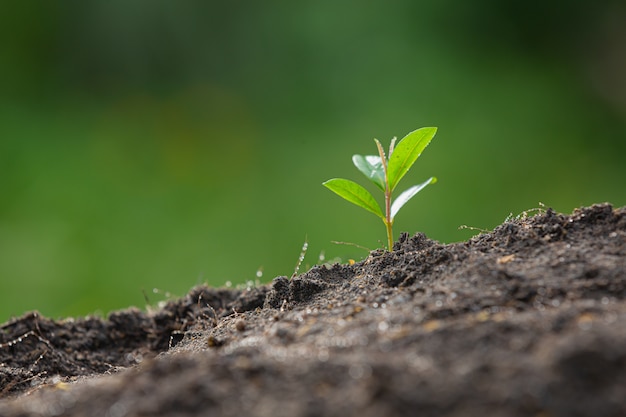 Close up picture of the sapling of the plant is growing