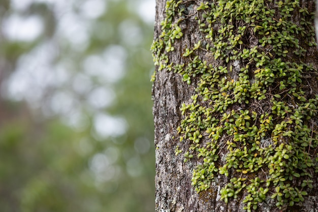 Free photo close up picture of trunk of fresh tree