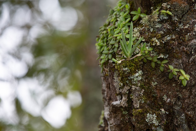 Free photo close up picture of trunk of fresh tree