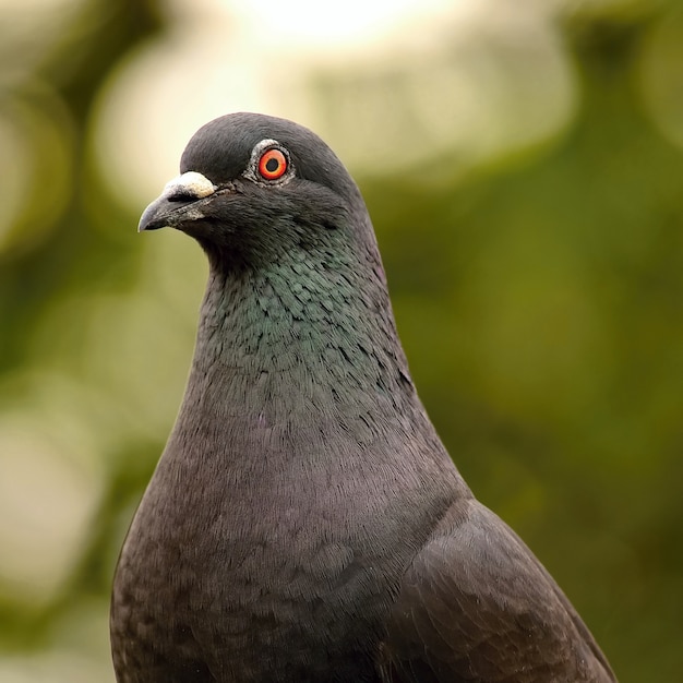 "Close-up pigeon looking at camera"