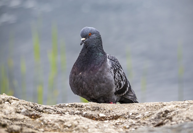 Free photo close up of pigeon sitting on rock