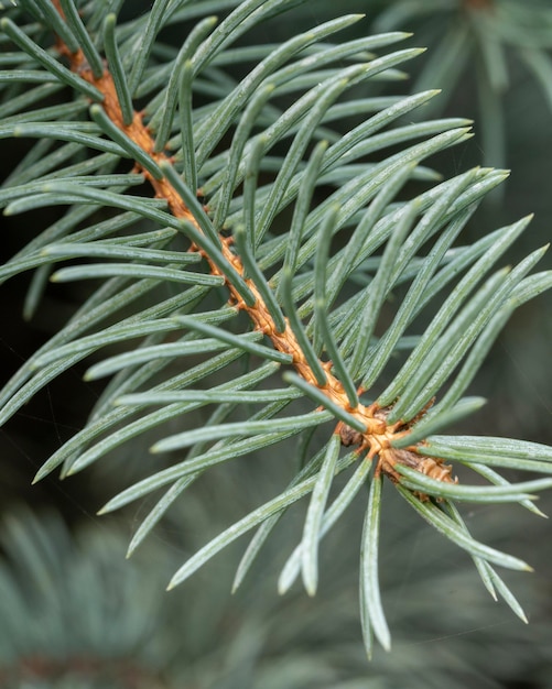 Free photo close-up pine tree branch