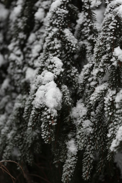 Free photo close-up pine trees with snow