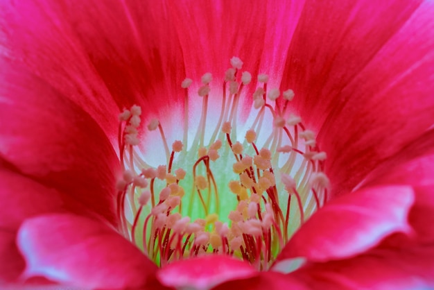 Free Photo close up of pink cactus flower