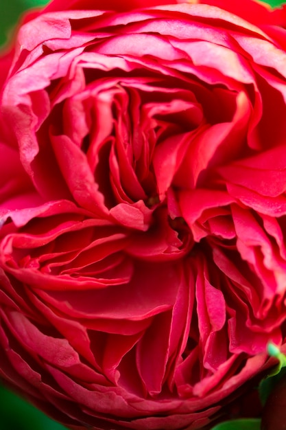 Close-up pink colored flower