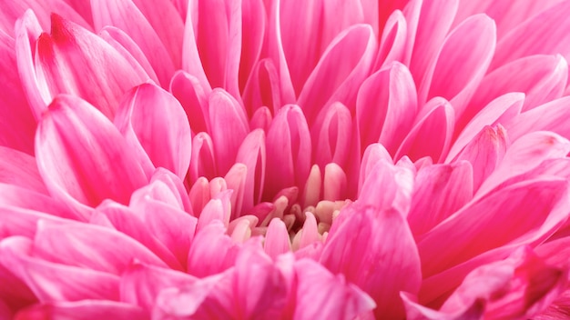 Free Photo close-up pink flower details