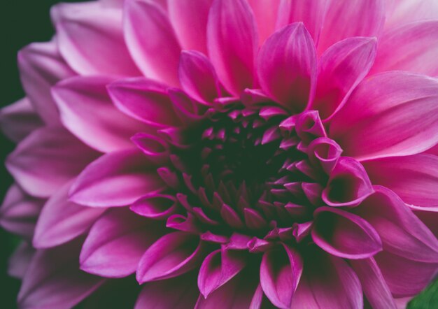 Close up pink flower