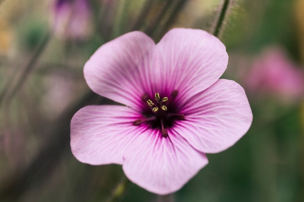 Free photo close-up of pink geranium maderense