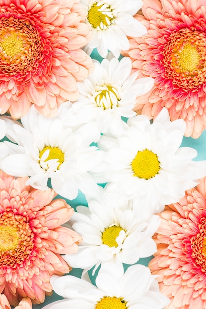 Free photo close-up of pink gerbera with white flowers