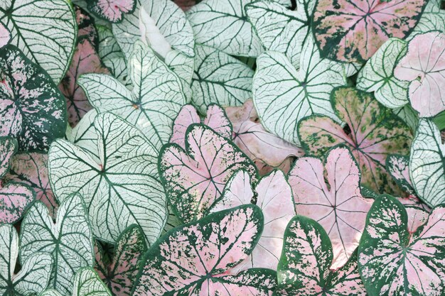 Close-up of Pink and Green Caladium Plants