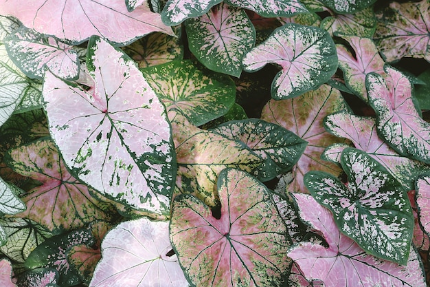 Free Photo close-up of pink and green caladium plants