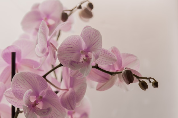 Close-up of pink orchids on light abstract background. Pink orchid in pot on white background. Image of love and beauty. Natural background and design element.