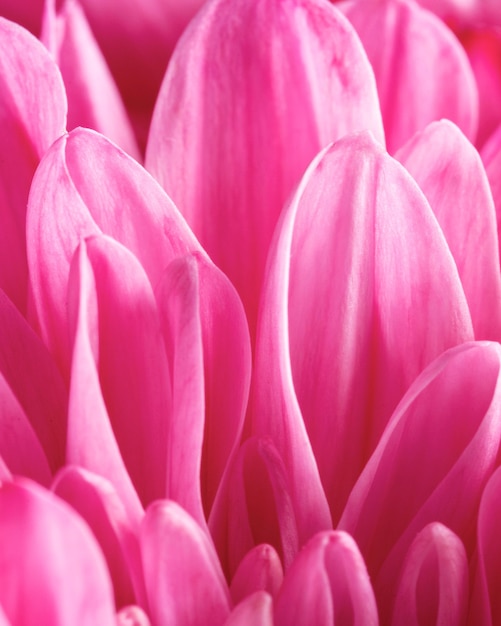 Close-up pink petals macro nature