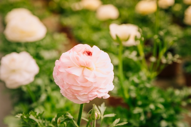 Free Photo close-up of pink ranunculus in the garden