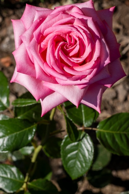 Free photo close-up pink rose petal concept