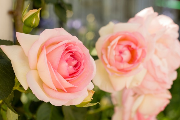 Free Photo close-up pink roses petals