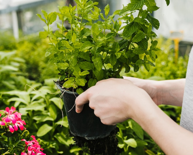 Close up plant being held up