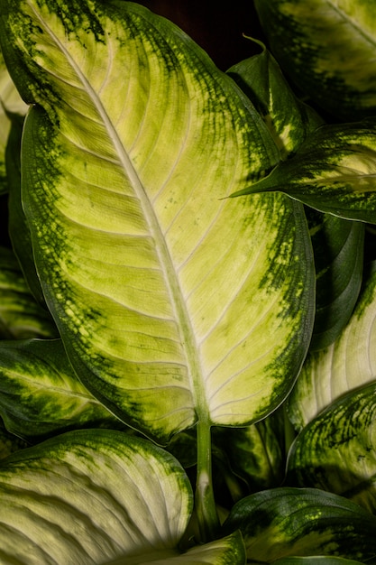 Free photo close-up of plant foliage with colored edges