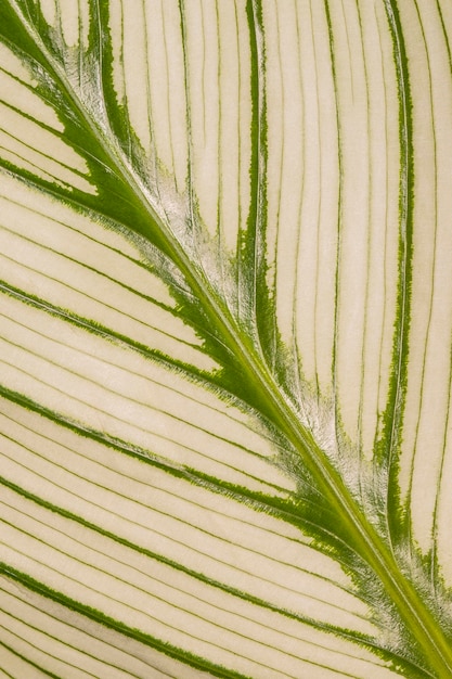 Close-up of plant leaf stem with texture