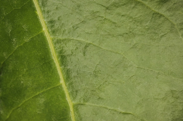 Free photo close-up of plant leaf