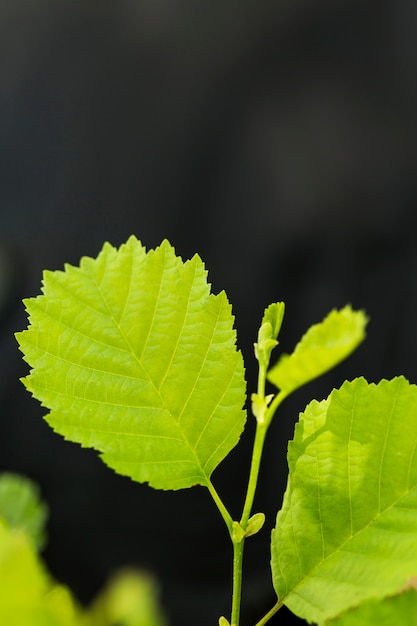 Close-up plant leaves with defocused background