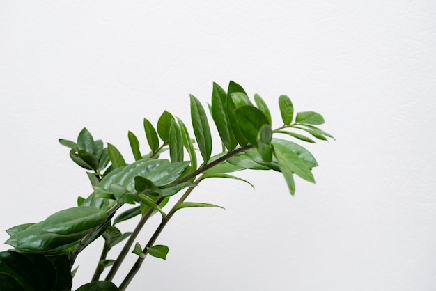 Free photo close up plant leaves