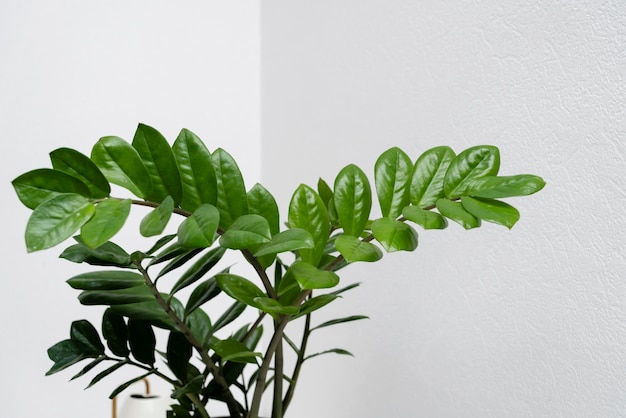 Close up plant leaves