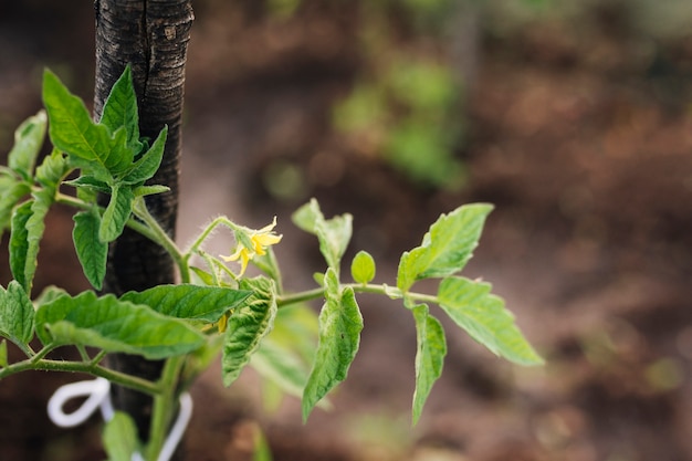 Close up of plant sprouting