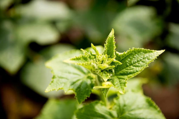 Close-up plant with blurred background