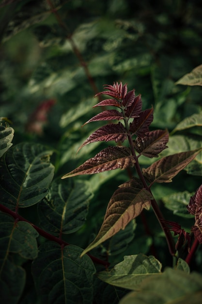 Close-up of plant with burgundy leaves