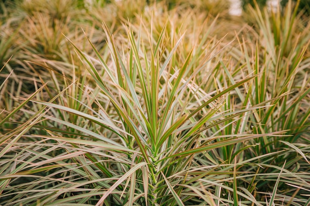 Free photo close-up of plant with green leaves